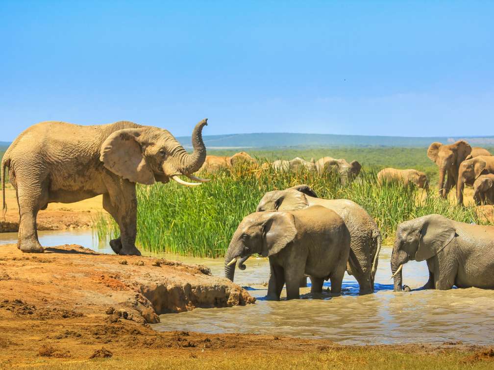 African Elephants near a large pool and others inside the water that cool down with mud. Addo Elephant National Park, Eastern Cape, South Africa. Summer season in a sunny day.