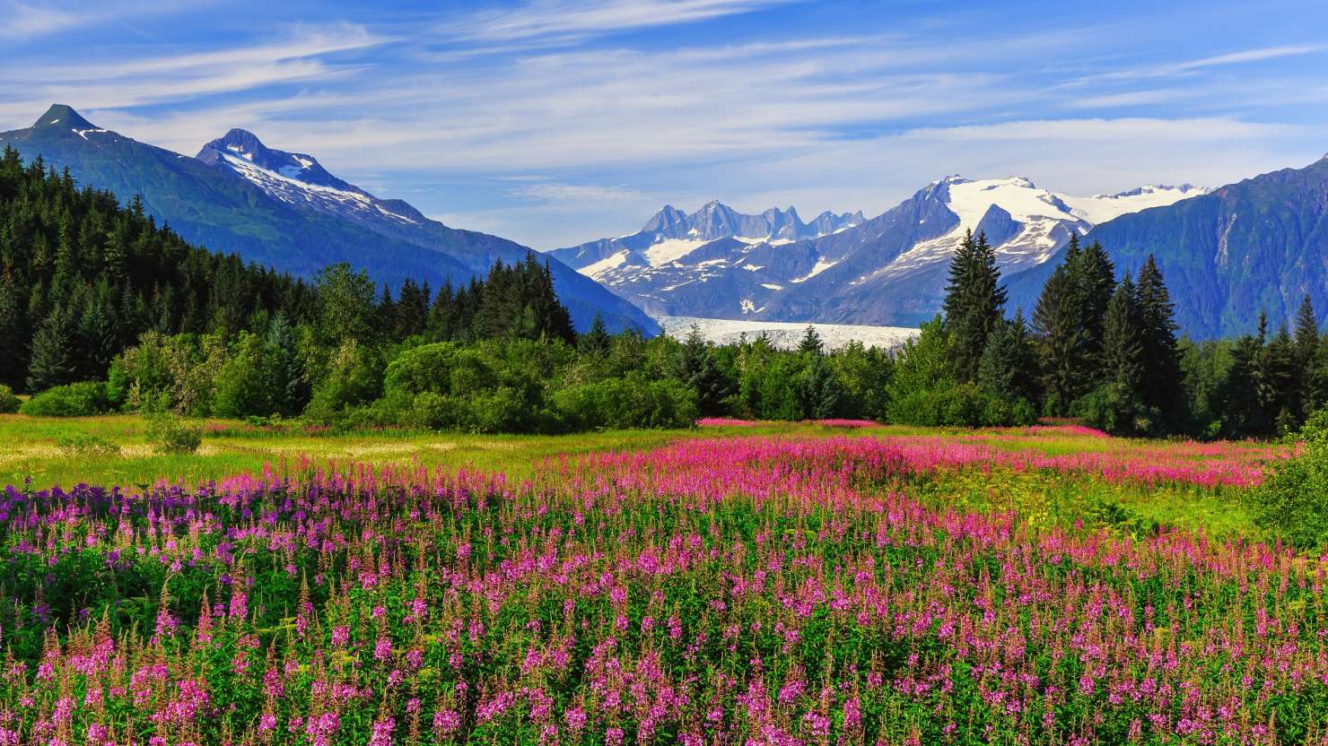 Mendenhall Glacier Viewpoint with Fireweed in bloom. Juneau, Alaska