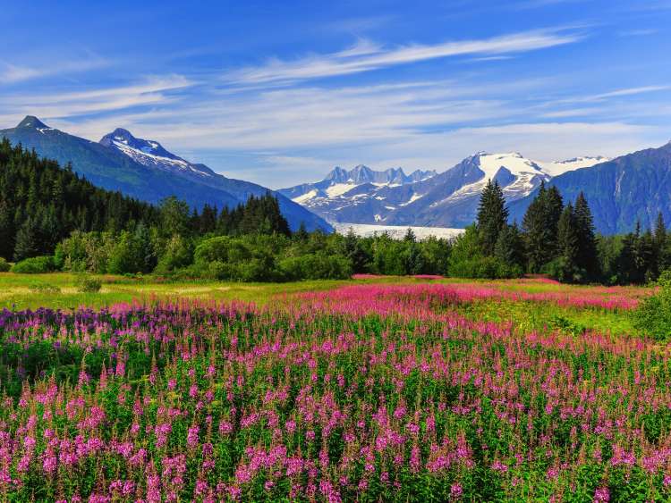Mendenhall Glacier Viewpoint with Fireweed in bloom. Juneau, Alaska
