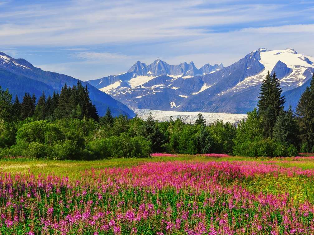 Mendenhall Glacier Viewpoint with Fireweed in bloom. Juneau, Alaska