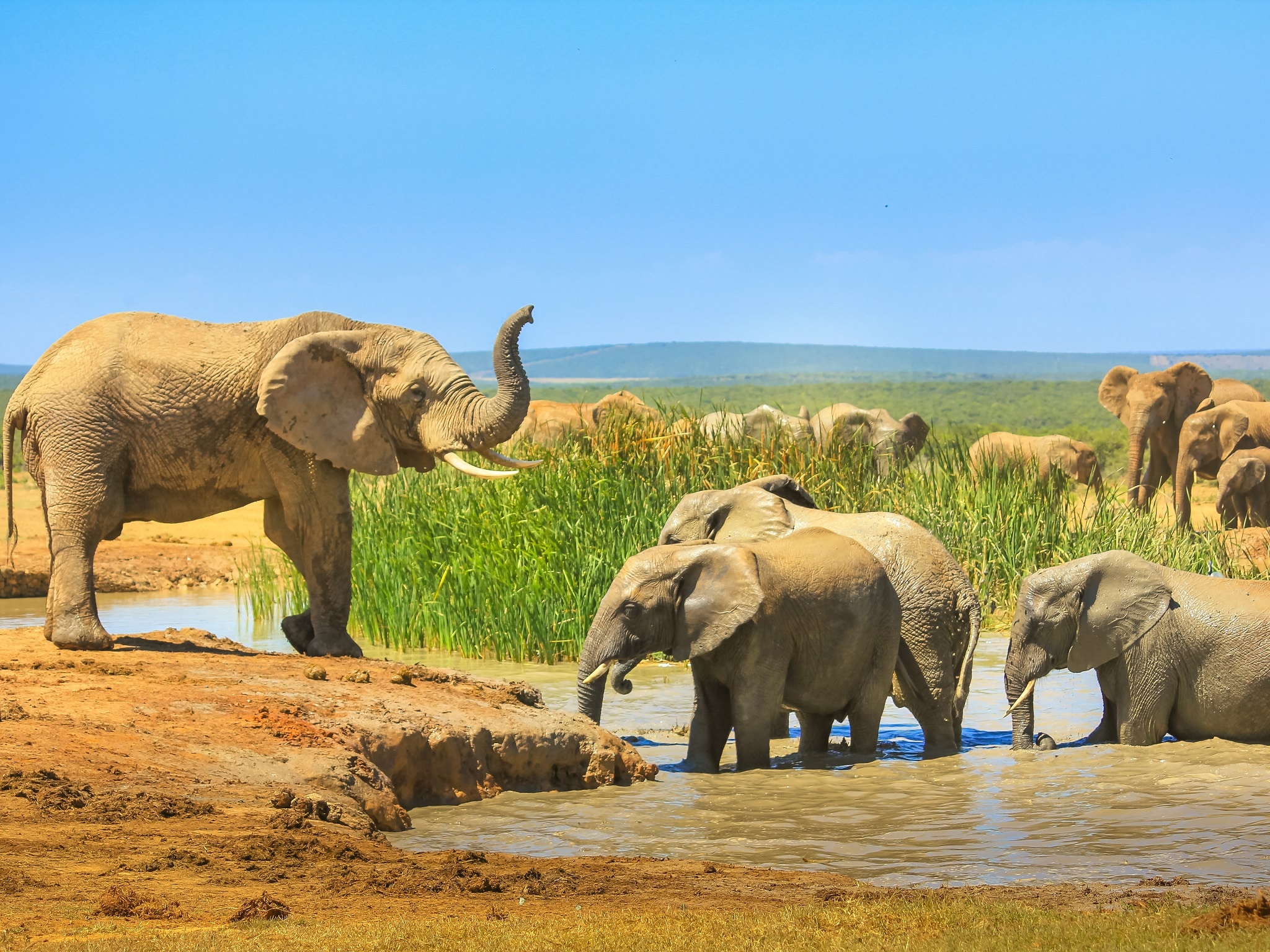 {"metadata_en_GB":{"alt-text":"African Elephants near a large pool and others inside the water that cool down with mud. Addo Elephant National Park, Eastern Cape, South Africa. Summer season in a sunny day."},"metadata_de_DE":{"alt-text":"African Elephants near a large pool and others inside the water that cool down with mud. Addo Elephant National Park, Eastern Cape, South Africa. Summer season in a sunny day."},"metadata_en_AU":{"alt-text":"African Elephants near a large pool and others inside the water that cool down with mud. Addo Elephant National Park, Eastern Cape, South Africa. Summer season in a sunny day."},"metadata_en_US":{"alt-text":"African Elephants near a large pool and others inside the water that cool down with mud. Addo Elephant National Park, Eastern Cape, South Africa. Summer season in a sunny day."}}