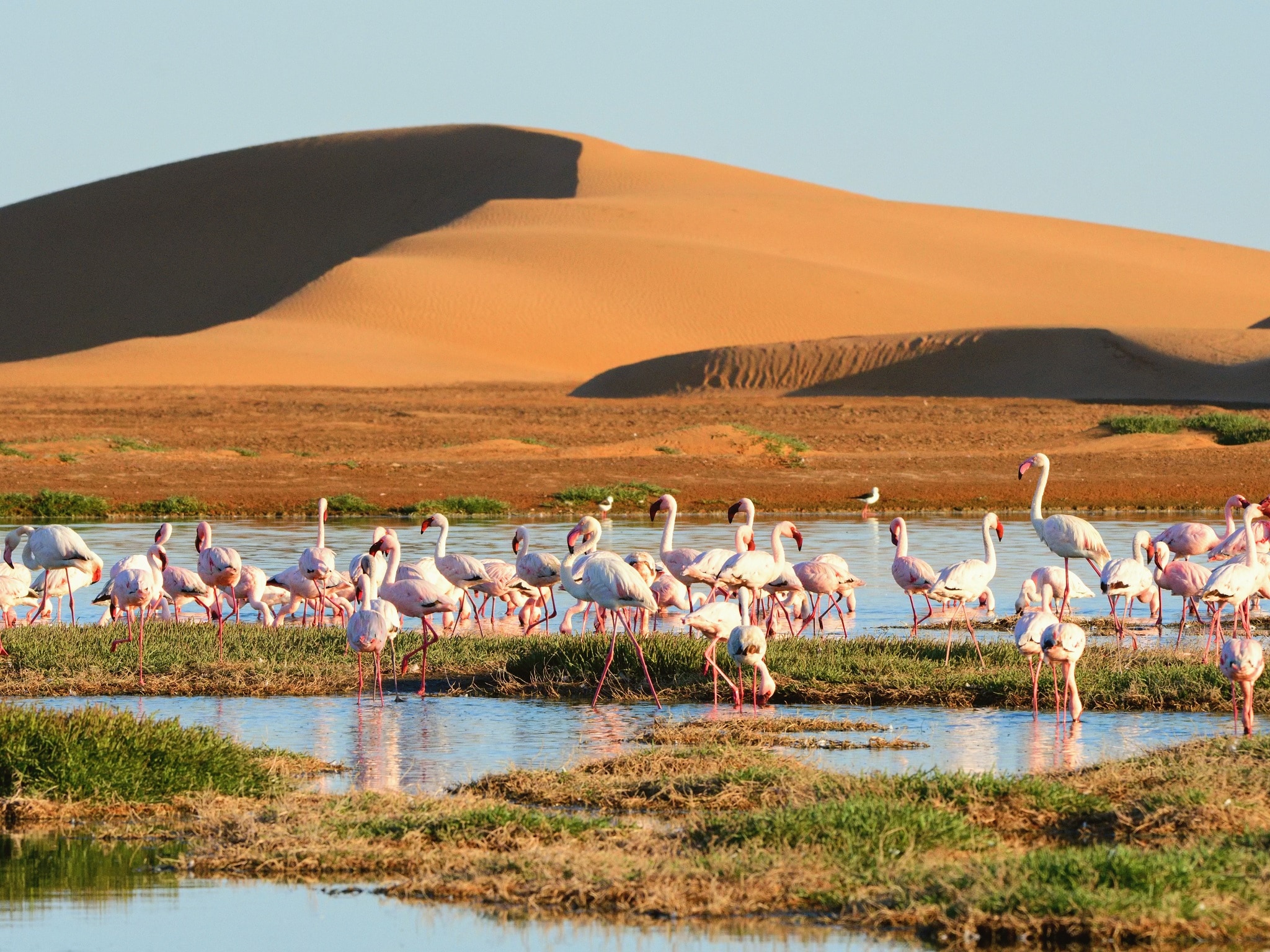 {"metadata_en_GB":{"alt-text":"Flamingos in lagoon of Walvis bay, sandy dunes on the background. Namibia, Africa"},"metadata_de_DE":{"alt-text":"Flamingos in lagoon of Walvis bay, sandy dunes on the background. Namibia, Africa"},"metadata_en_AU":{"alt-text":"Flamingos in lagoon of Walvis bay, sandy dunes on the background. Namibia, Africa"},"metadata_en_US":{"alt-text":"Flamingos in lagoon of Walvis bay, sandy dunes on the background. Namibia, Africa"}}