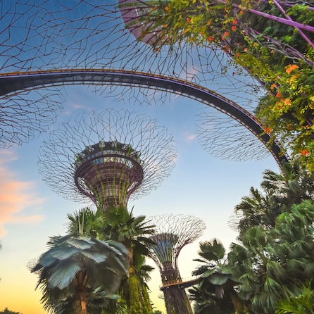 Singapore, 03/06/2024 , the famous Supertree Grove in Singapore