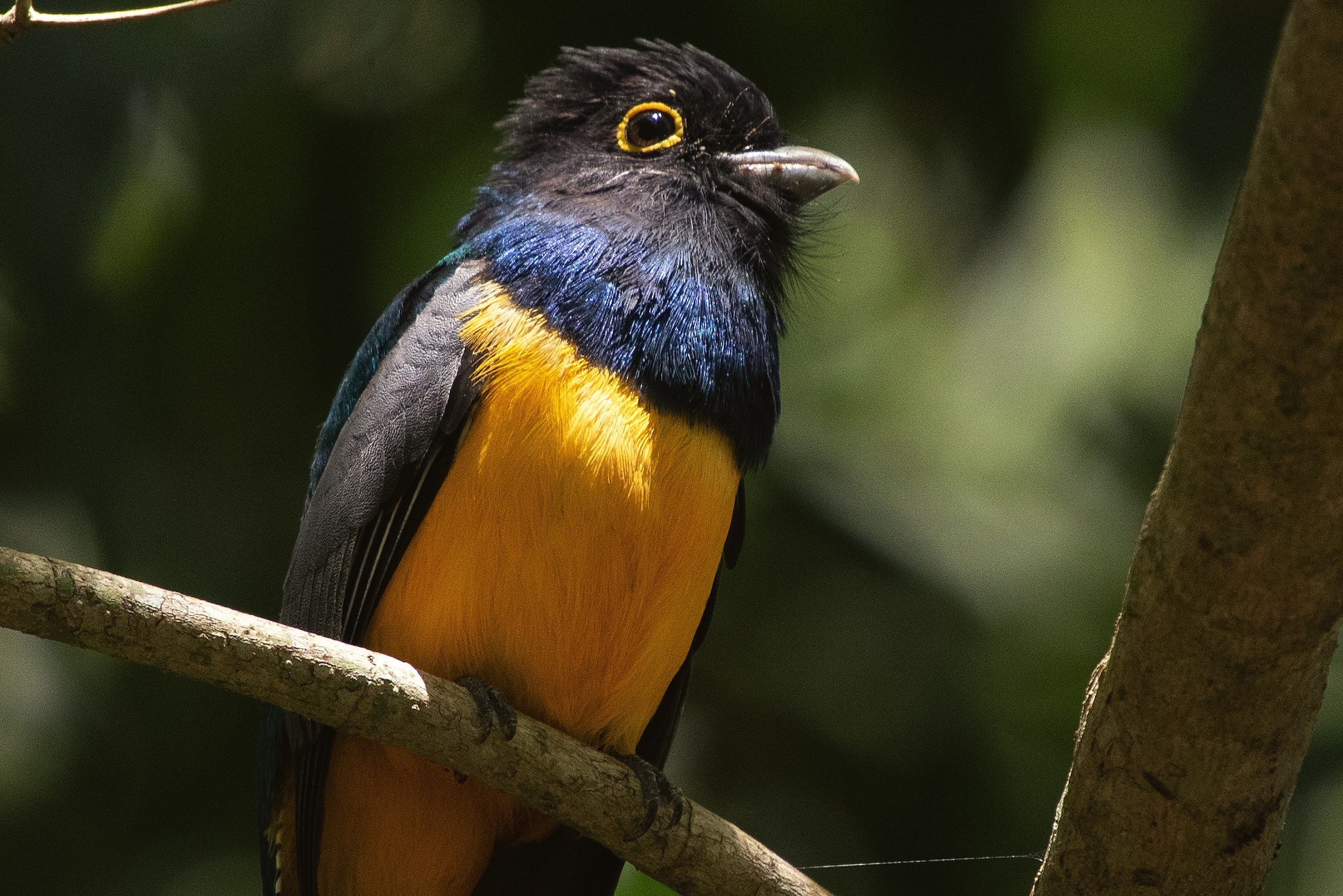 {"metadata_en_GB":{"alt-text":"A gartered trogon perched in a tree in Belize."},"metadata_en_AU":{"alt-text":"A gartered trogon perched in a tree in Belize."},"metadata_en_US":{"alt-text":"A gartered trogon perched in a tree in Belize."}}