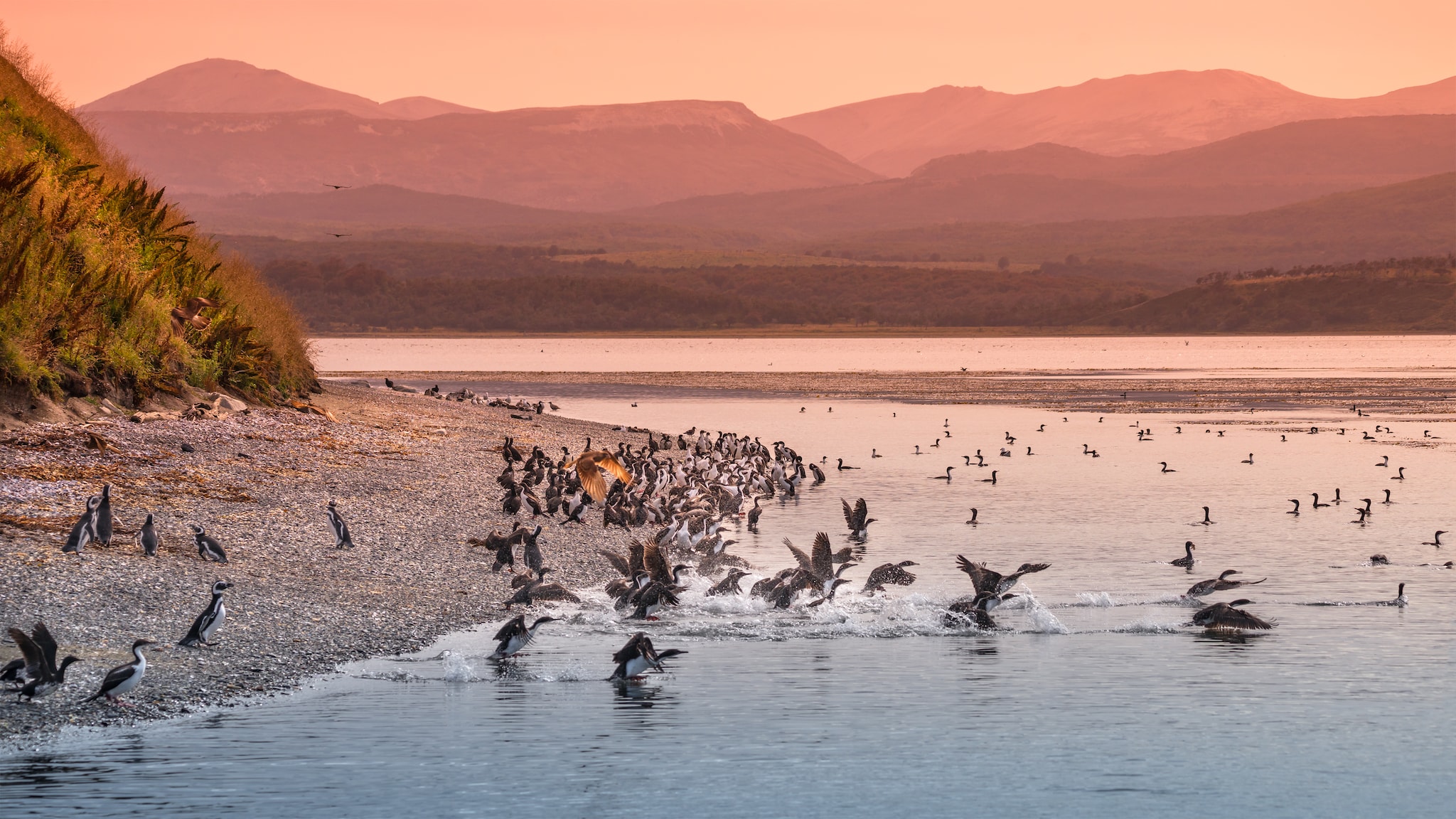 Colony of king cormorants  at Beagle Channel, Patagonia, summer time; Shutterstock ID 1018069450; Invoice Number: -