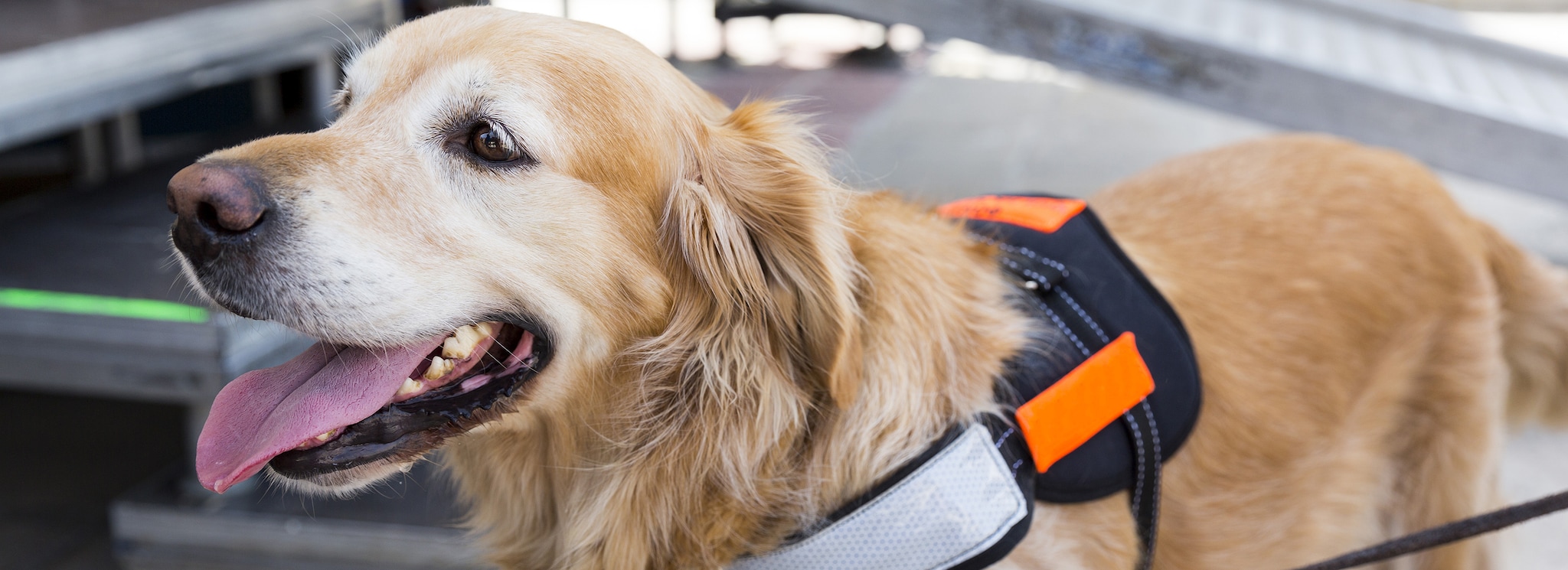 Image of Assistant Dog, Shutterstock ID - 444424942